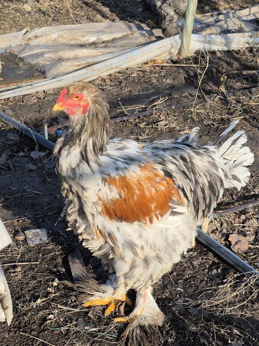 Vând oua Brahma diverse culori