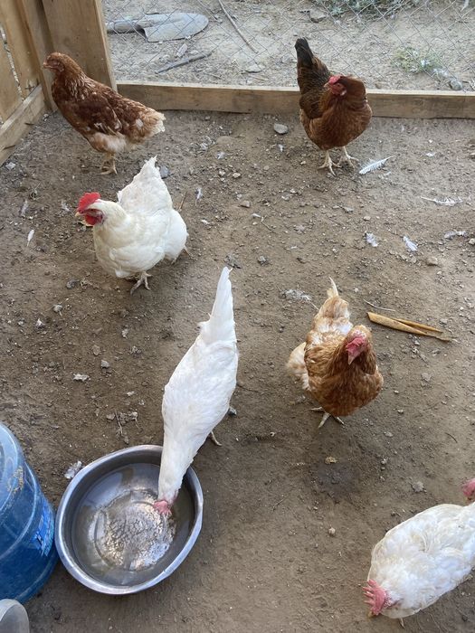 Продаются домашние куры