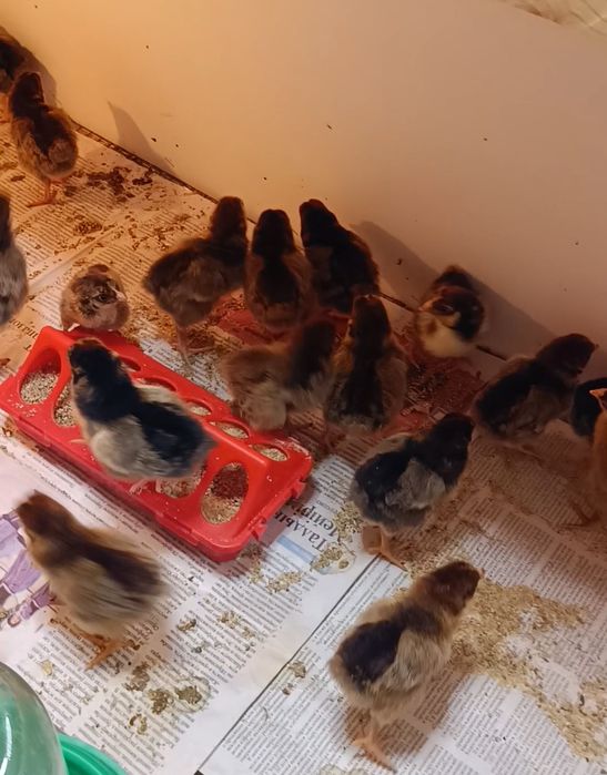 Продам цыплят. Российская линия.