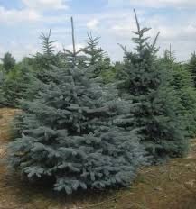 Ели, яблони, сливы, березы.