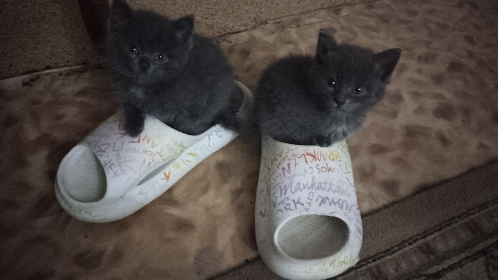 Отдам котят в добрые руки