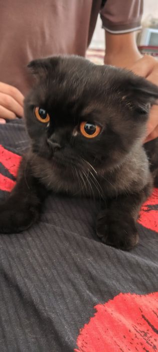Scottish fold ôğil bola tozasi 1 yosh