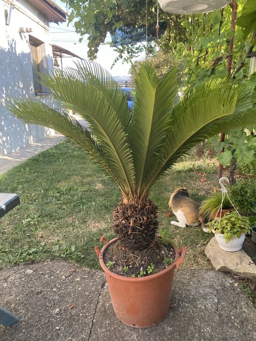 Palmier Cycas revoluta