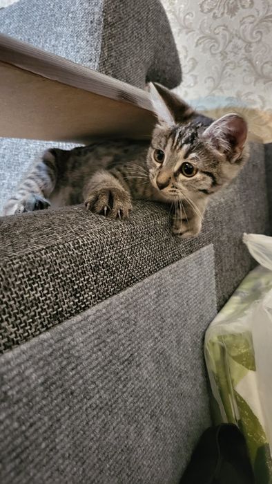 Кошечка Муся Бесплатно