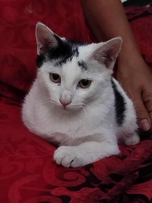 Котята в хорошие руки