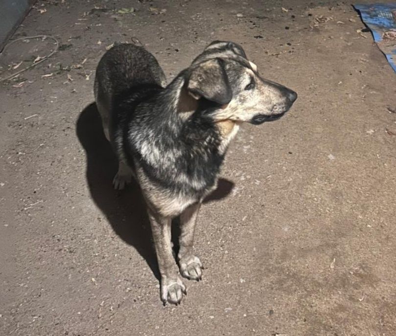 Отдам собак. Бесплатно.