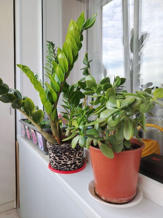 Комнатные растения