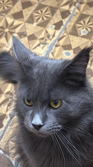 Мейн-кун мальчишки