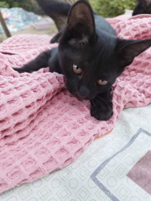 Котята Домашние Чёрные