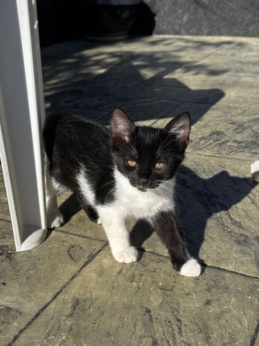 Котенца на 2 месеца