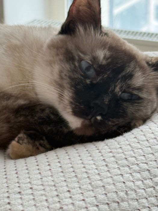 Кошка добрая и ласковая ищет дом