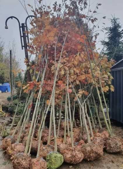 Mesteacăn Alb și Tei pentru Spații Verzi