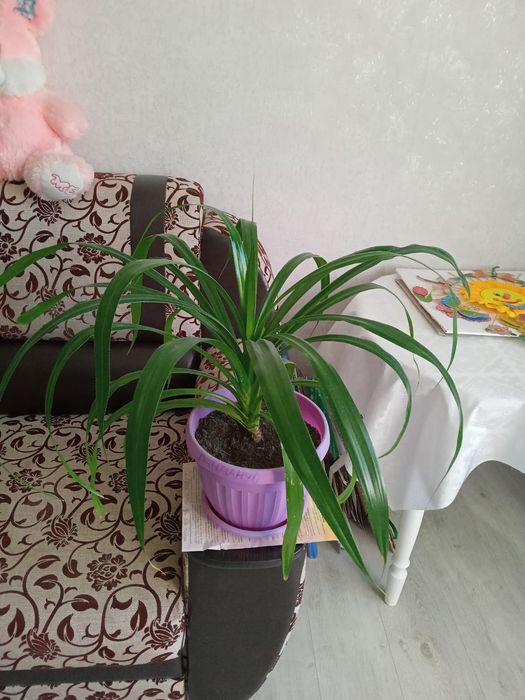 Домашние цветы в горшках