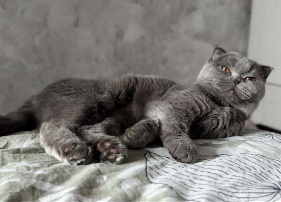 Отдам кошечку В добрые руки