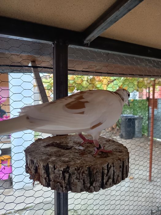 Гугутки смехурки