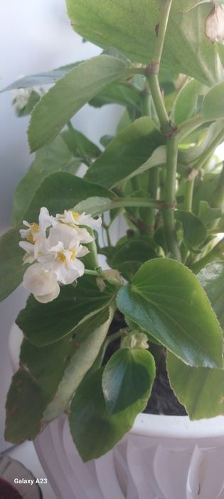 Продам ростишки бегонии