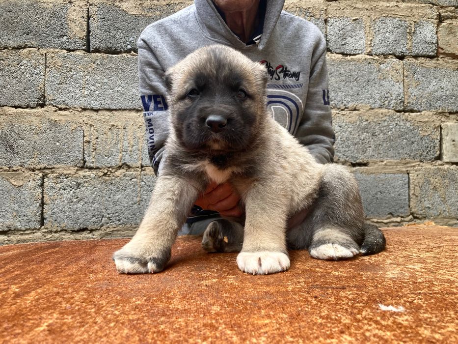 Щенок Турецкого Кангала ( чистокровный )