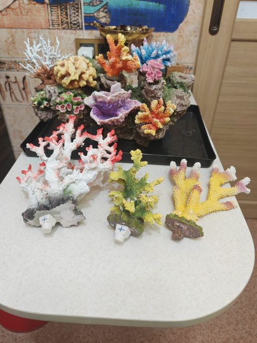 Продаю коралл для аквариума