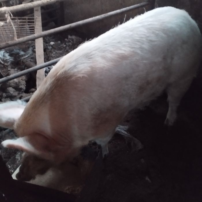 Продам кабана на племя