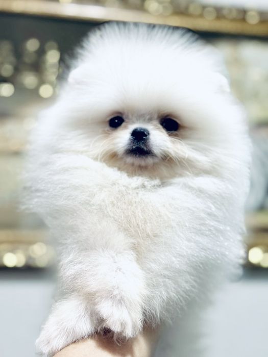 Шикарные щеночки мини шпица 100%