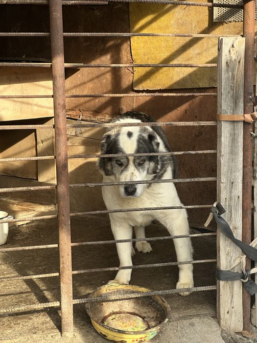 Отдам в хорошие руки алабая