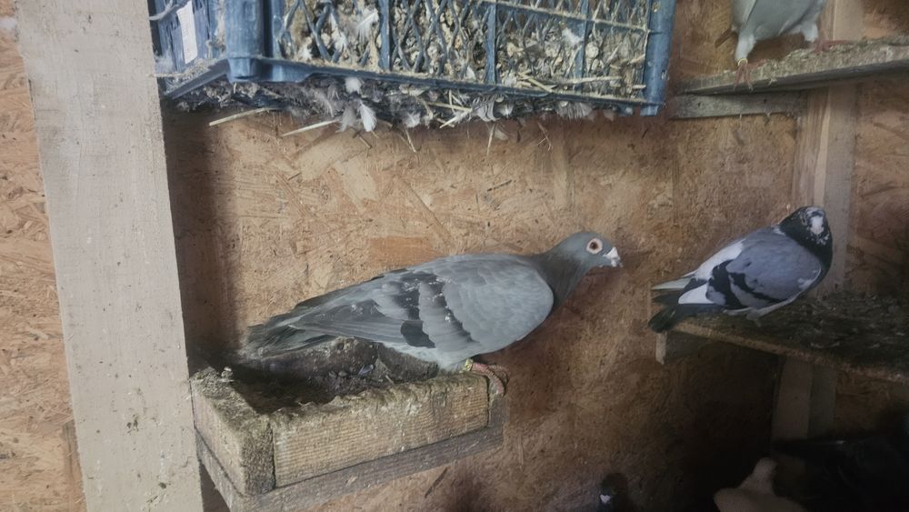 Porumbei voiajori