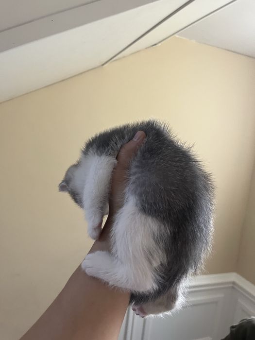 Отдам котенка в добрые руки