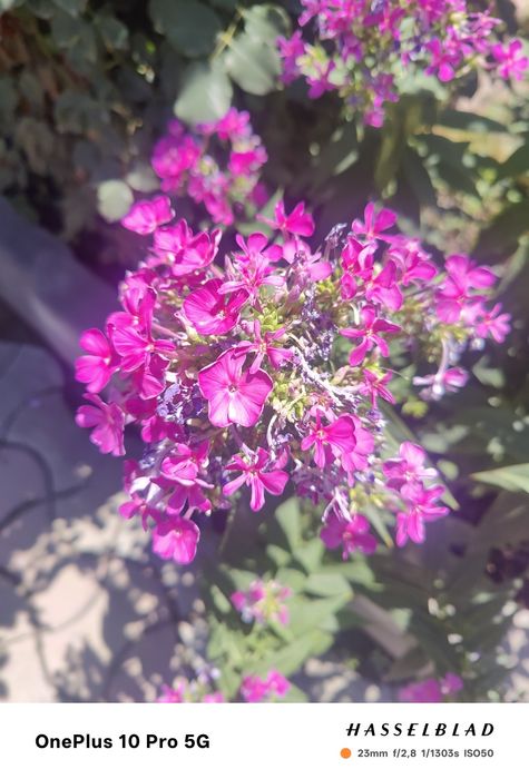 One plus 10 pro 16/256