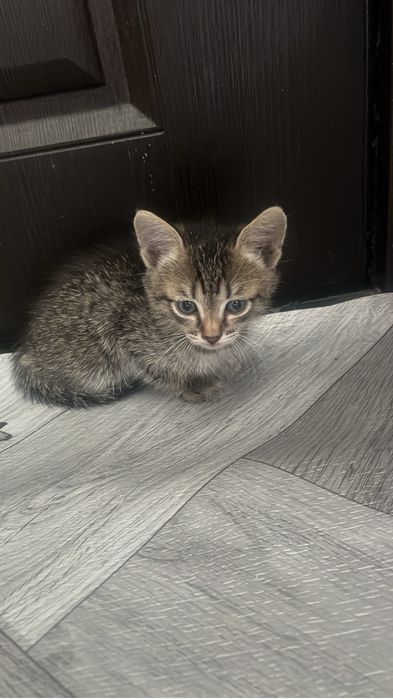 Отдам котят с доставкой до двери