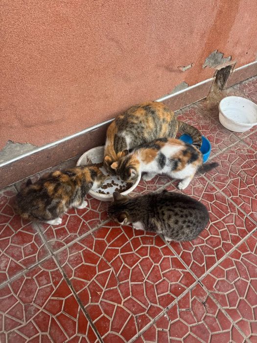 Mushuklar bor tekinga beriladi