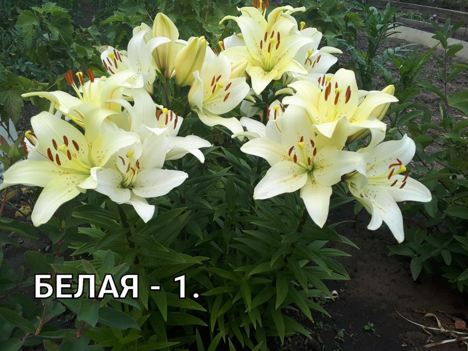 Продам Лилии в Костанае