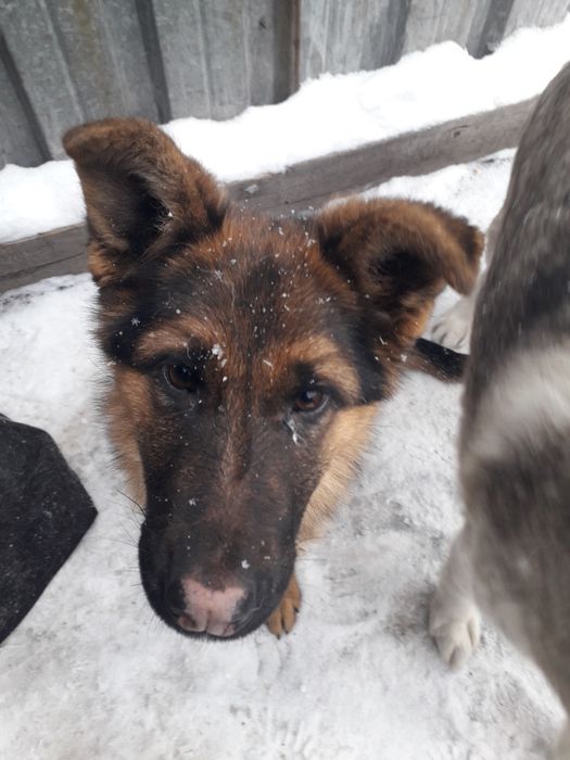 В продаже немецкая овчарка.