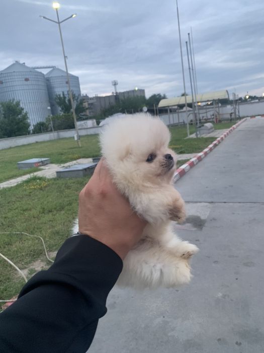 Померан мини мини