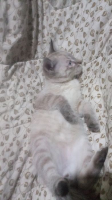 Котята сиамские два мальчика