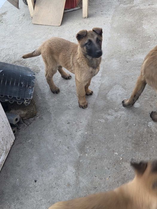 Белгийска овчарка малиноа