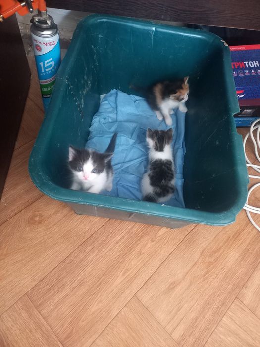 Мысық сатам бір ай болды