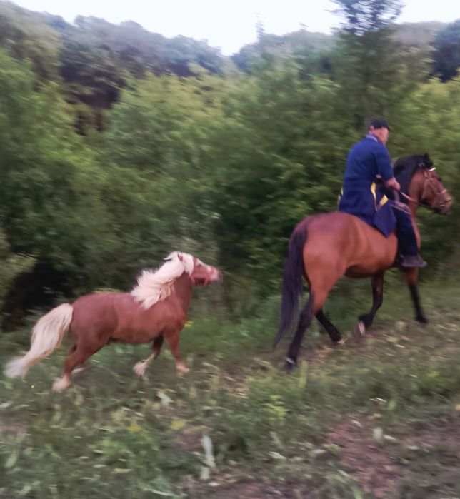 Ponei ( mascul ) rasa Shetland - Scoția