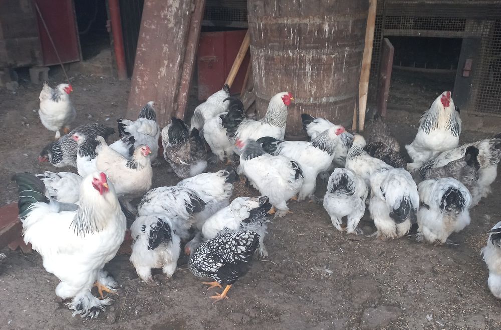 Vând ouă brahma herminat deschis.