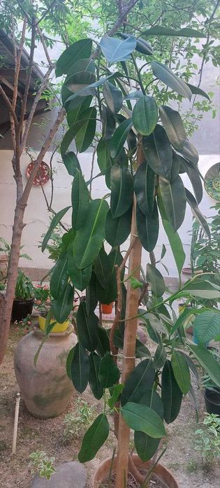 Фикус Гул сотилади 2,5 метр