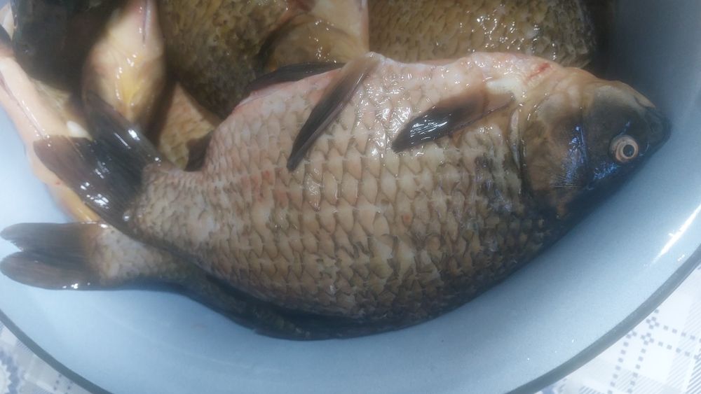 Крупные чищеные караси