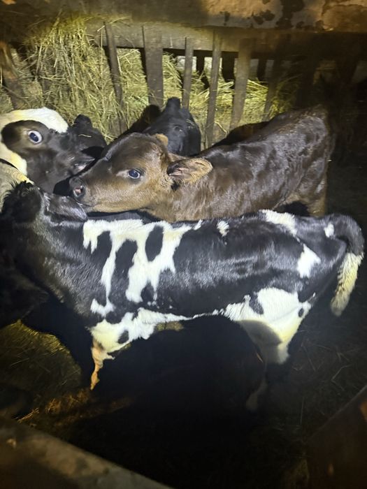 Продам .месячных Телята