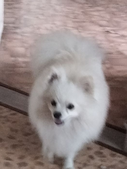 Жених ищет девочку