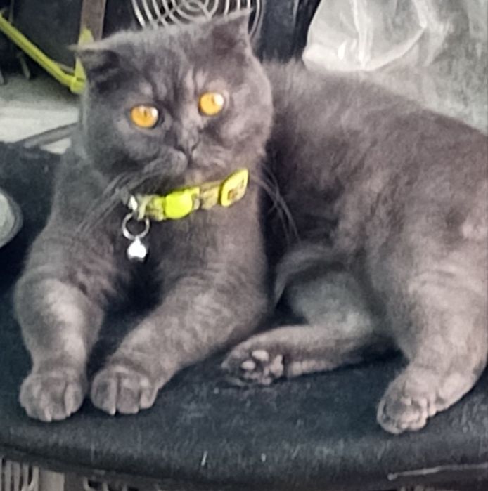 Продается котята