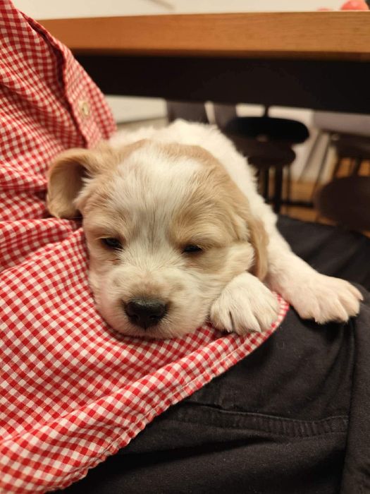 Продаваме кученца на 50дни , 2 мъжки и 3  женски,захранени