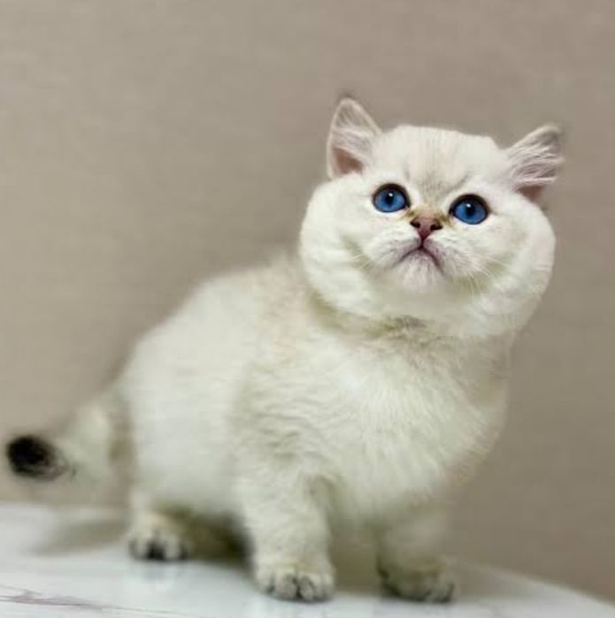 Шиншиллы Британские серебро