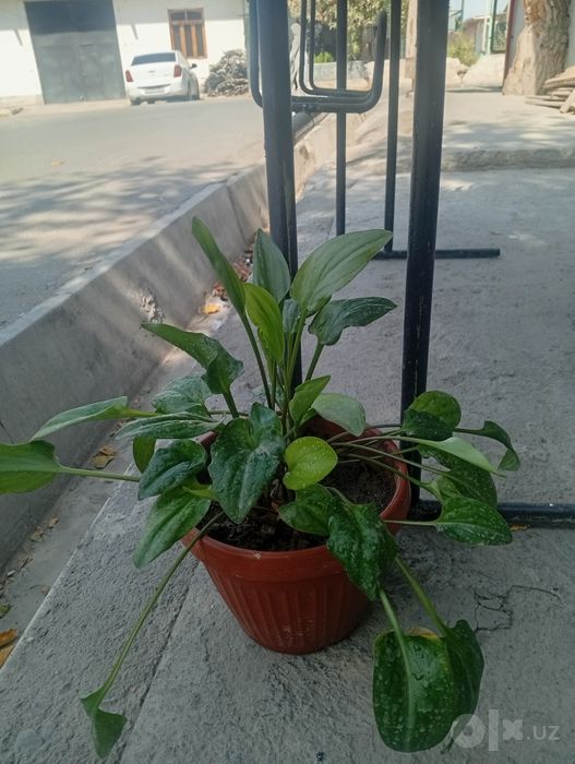 Продаются  шикарные цветы
