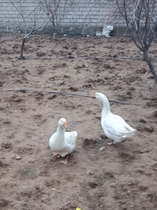 Gʻoz sotiladi tuxumga kirgan