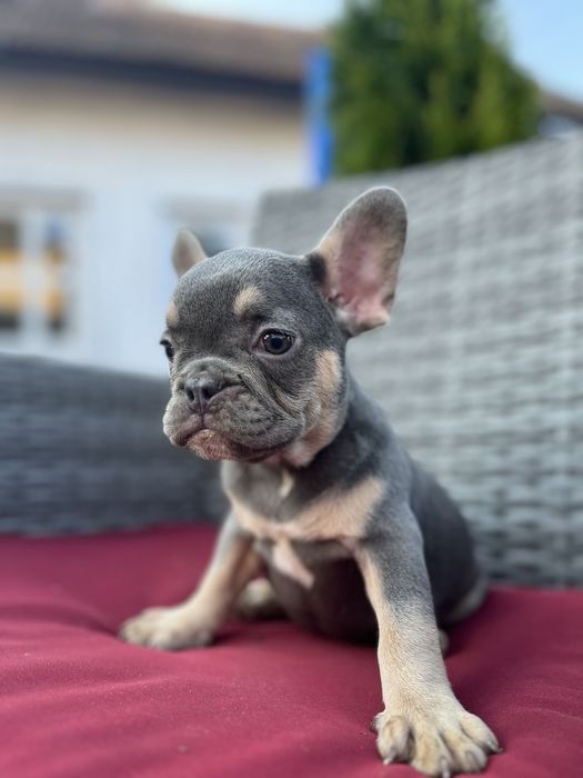 Bulldog francez blue and tan