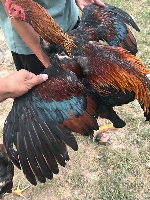 Дакан кораз 35.000