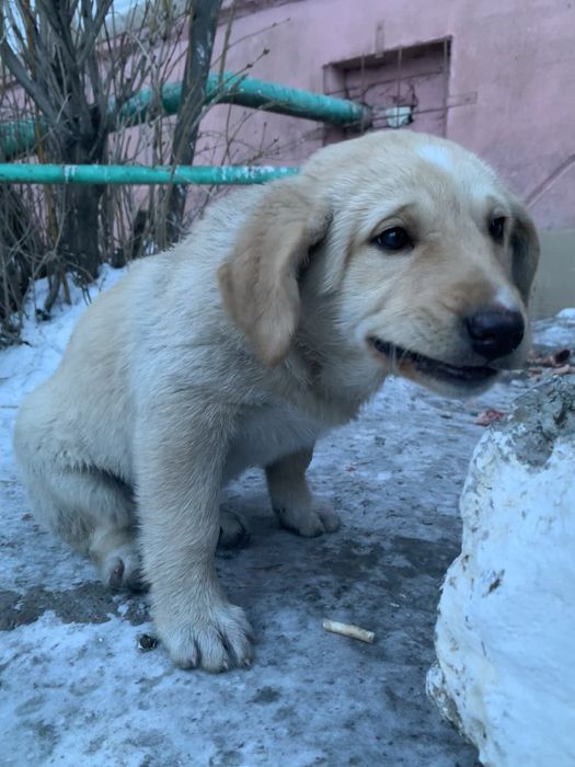 Щенок в хорошие руки